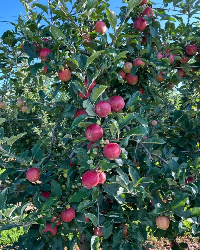 Justus Orchard – U-Pick Apples – Bakery – Ice Cream – Picnic Area